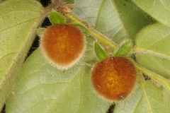 Diospyros pruriens